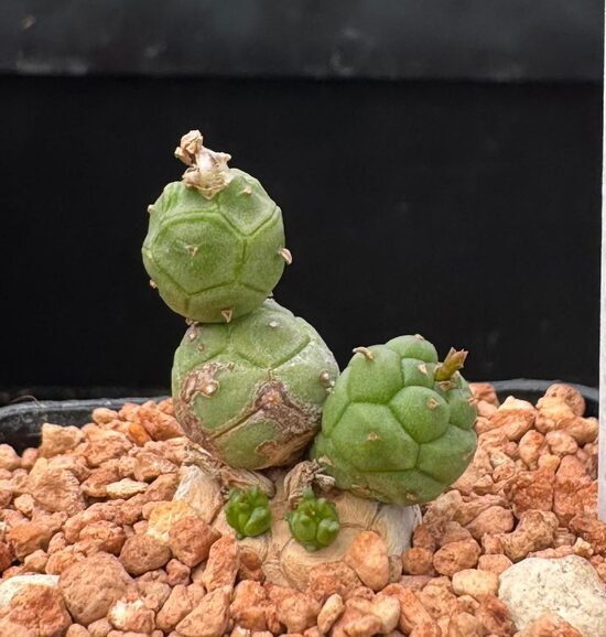 Euphorbia Globosa